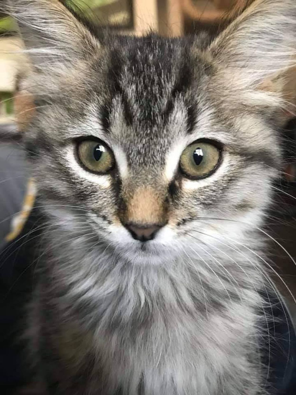 Adopt a Pet | Cindy Lou Who